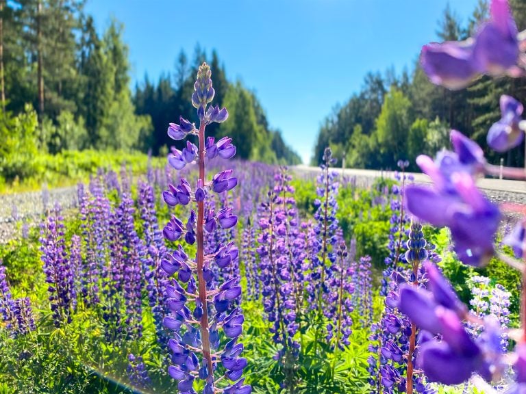 Blomsterlupin vid vägkant