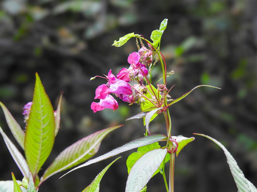 Jättebalsamin blomma