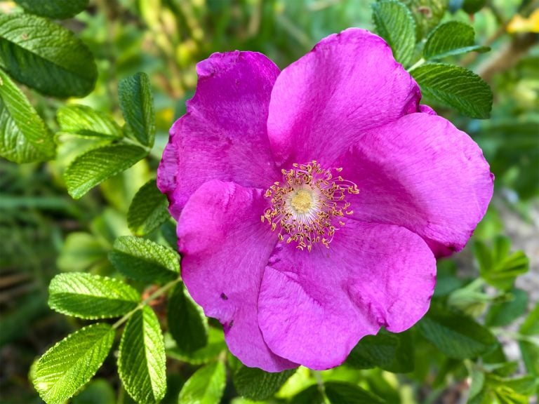 Vresros blomma