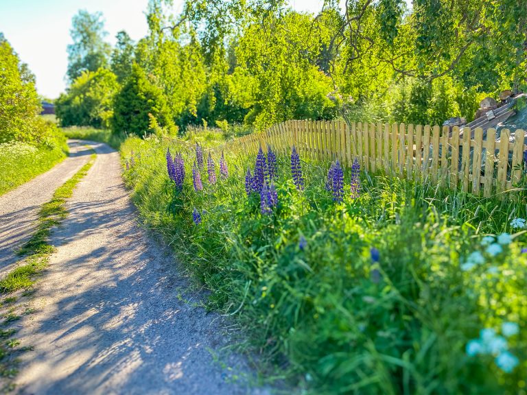 Blomsterlupin som sprider sig från en trädgård