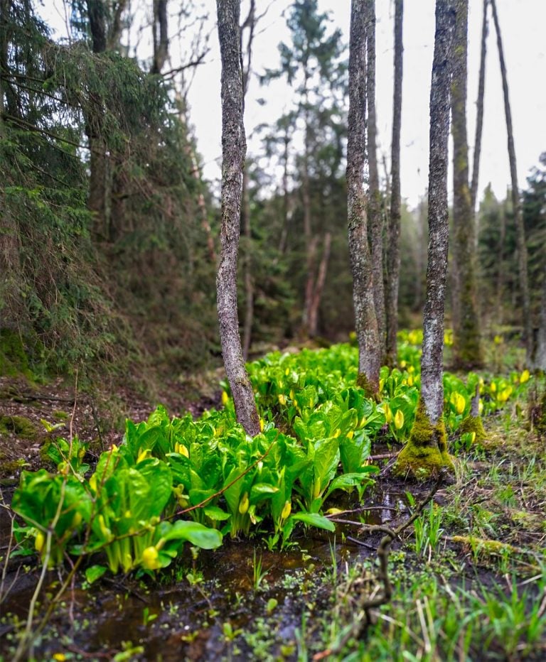 Gul skunkkalla i naturen