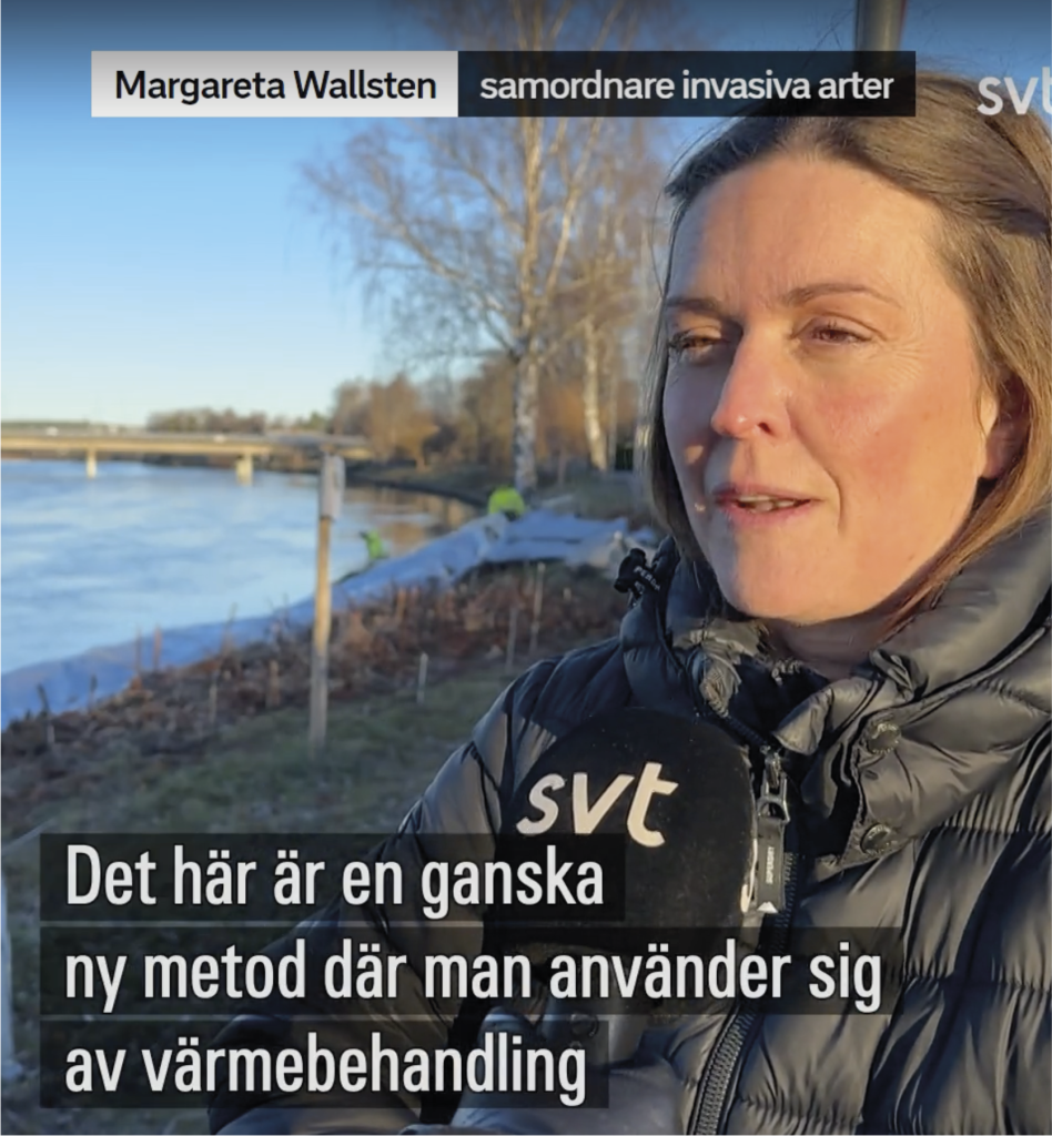 Invaterm i SVT om bekämpning av Parkslide