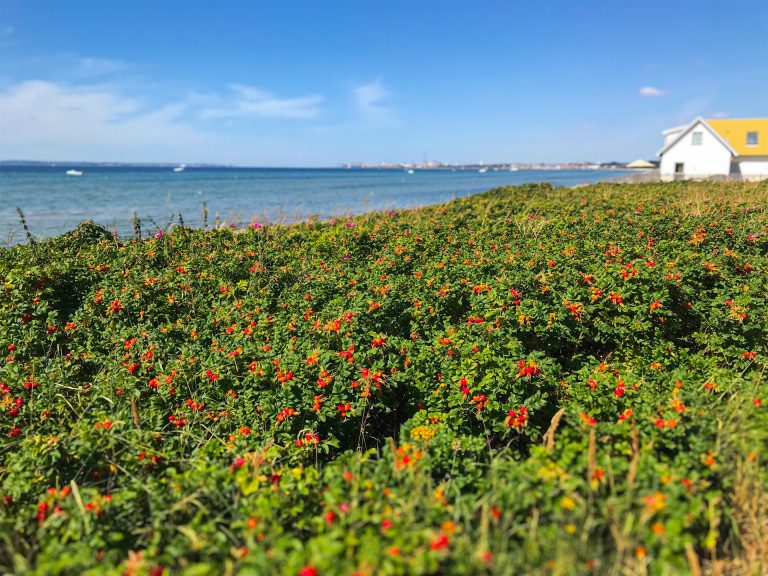 Strand invaderad av Vresros